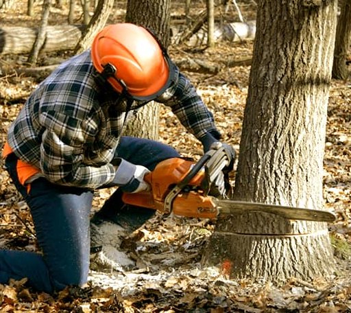Tree Removal in Rossburg, OH